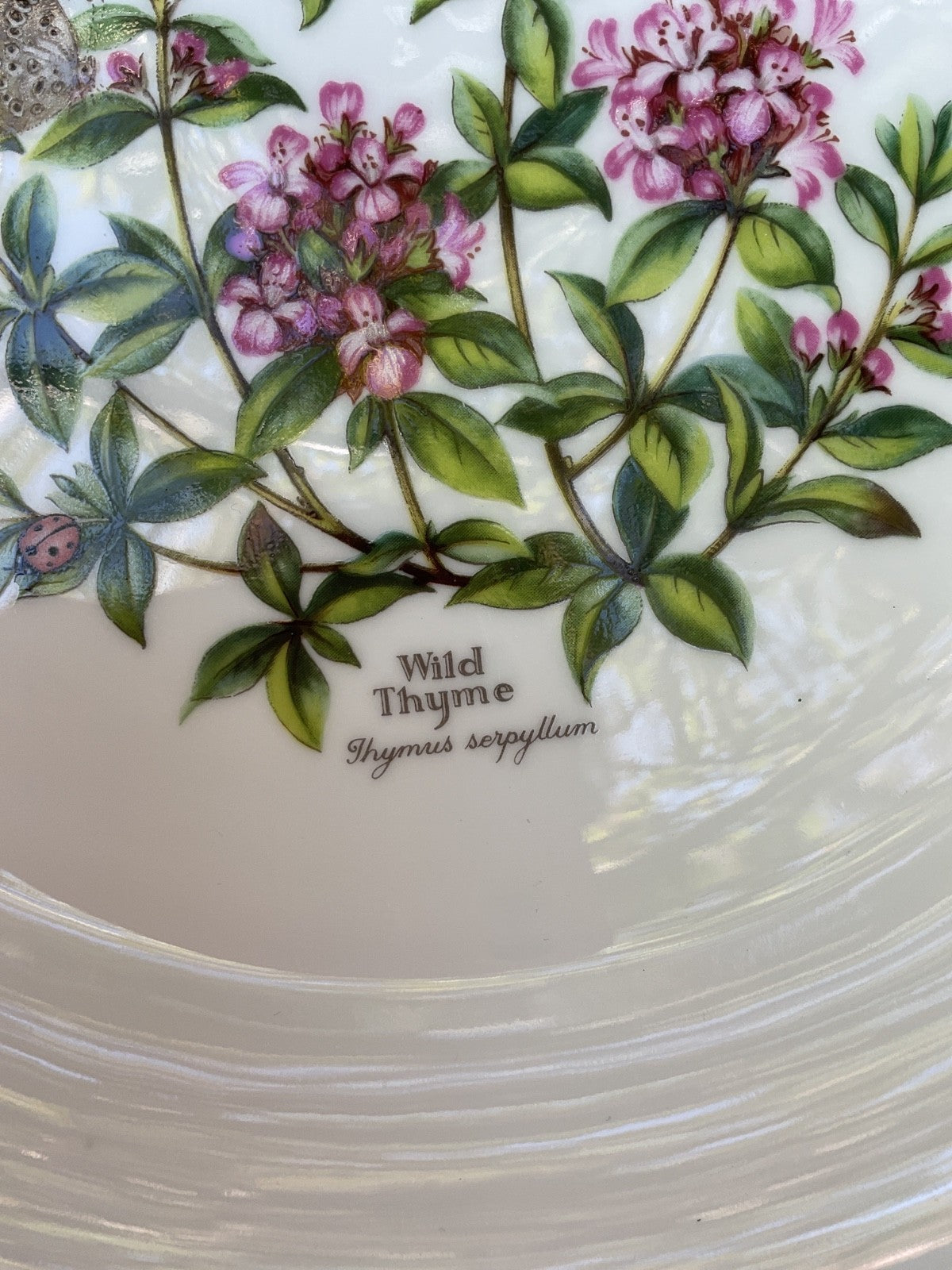 Royal Worcester Herbs Large Serving Bowl – Wild Thyme